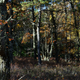 Illustration for article titled Fall Photos 2